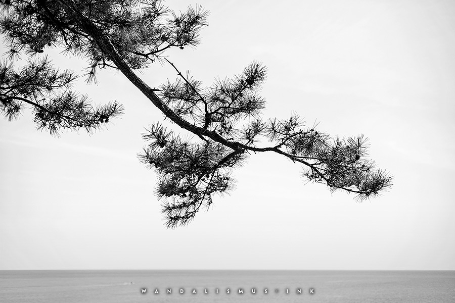 Japanese Pine, Japan 2016 © Wanda Proft, WANDALISMUS.INK